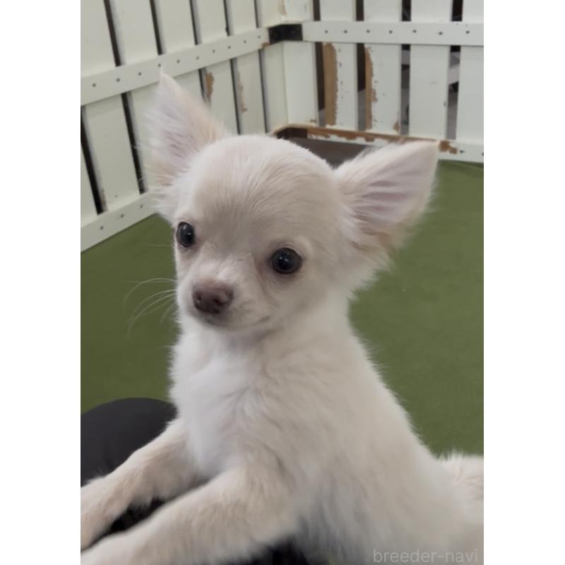 成約済の福岡県のチワワ(ロングコート)-432594の3枚目