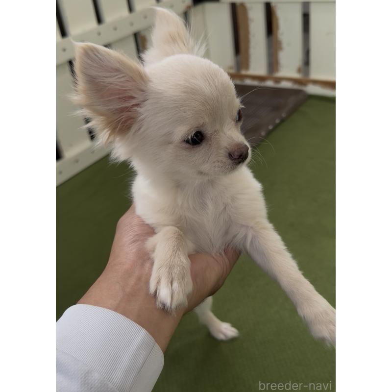 成約済の福岡県のチワワ(ロングコート)-432594の2枚目