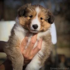 ♀︎シェットランドシープドッグ(シェルティ)