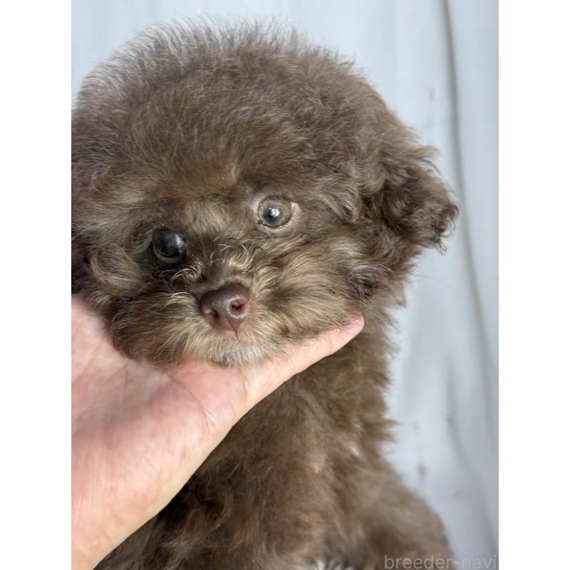 販売中の大阪府のタイニープードル-444570の10枚目