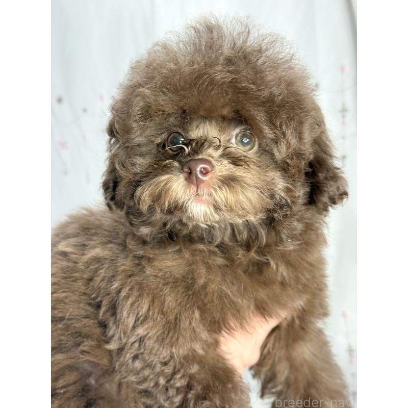 販売中の大阪府のタイニープードル-444570の9枚目