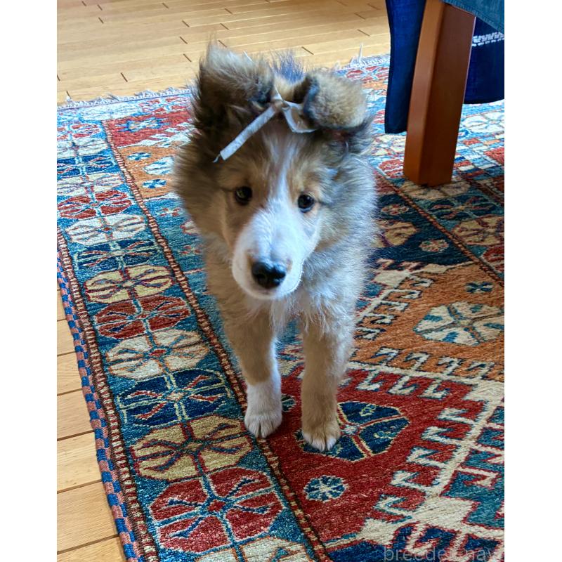 成約済の静岡県のシェットランドシープドッグ(シェルティ)-447225の4枚目