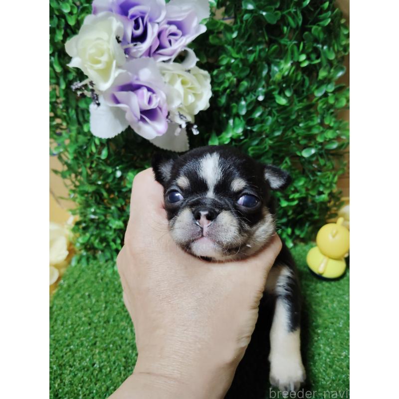 商談中の静岡県のチワワ(スムースコート)-447061の26枚目