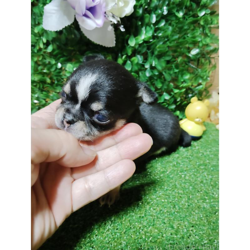 商談中の静岡県のチワワ(スムースコート)-447061の25枚目