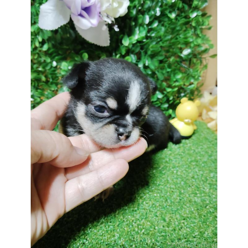 商談中の静岡県のチワワ(スムースコート)-447061の24枚目