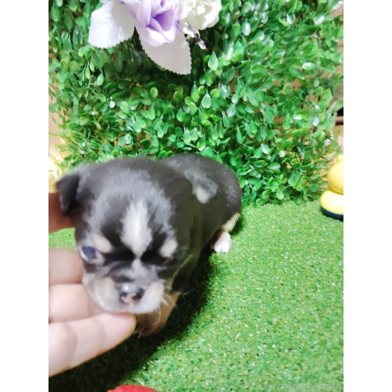 商談中の静岡県のチワワ(スムースコート)-447061の23枚目