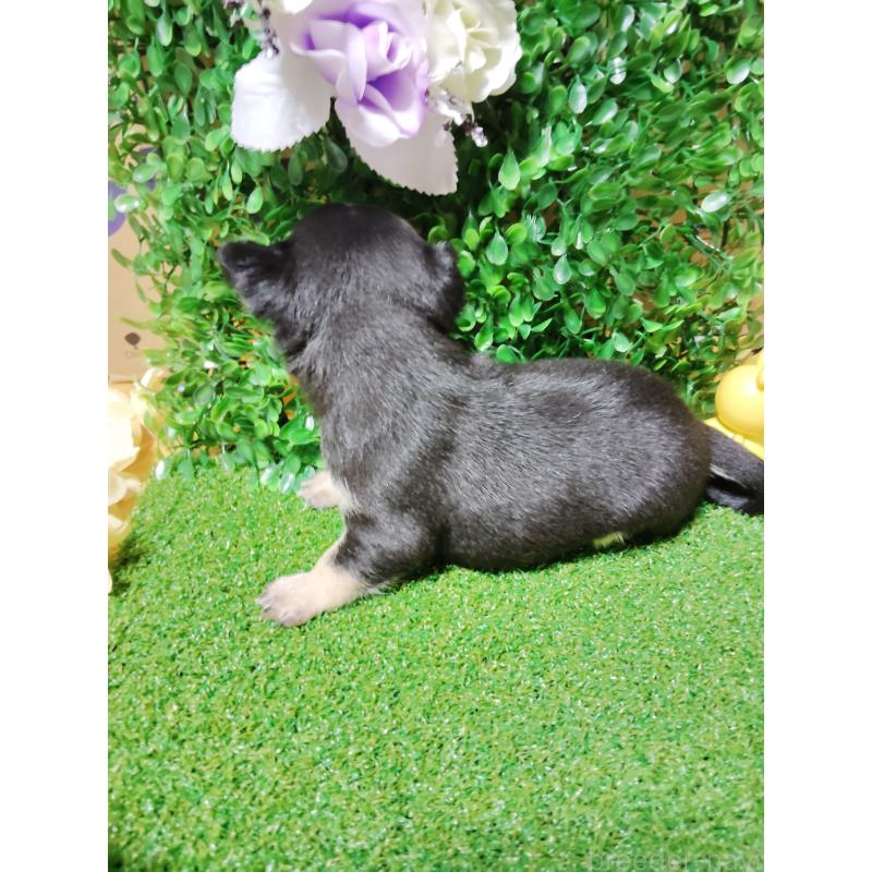 商談中の静岡県のチワワ(スムースコート)-447061の22枚目