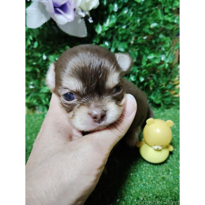 商談中の静岡県のチワワ(ロングコート)-447064の32枚目