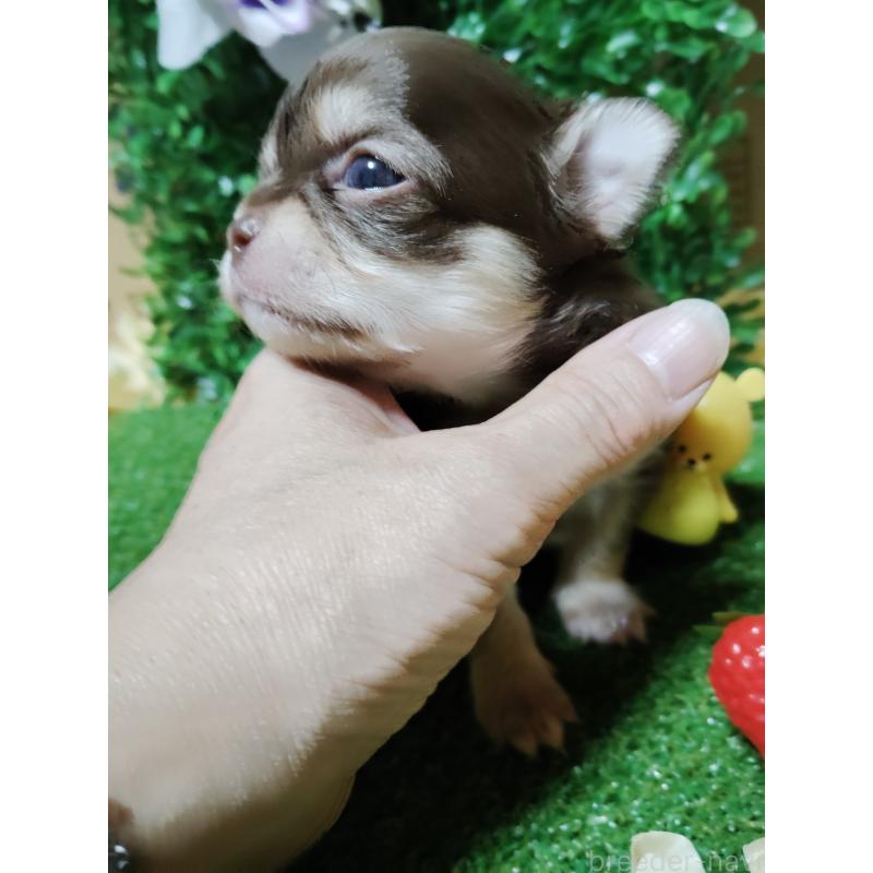 商談中の静岡県のチワワ(ロングコート)-447064の31枚目