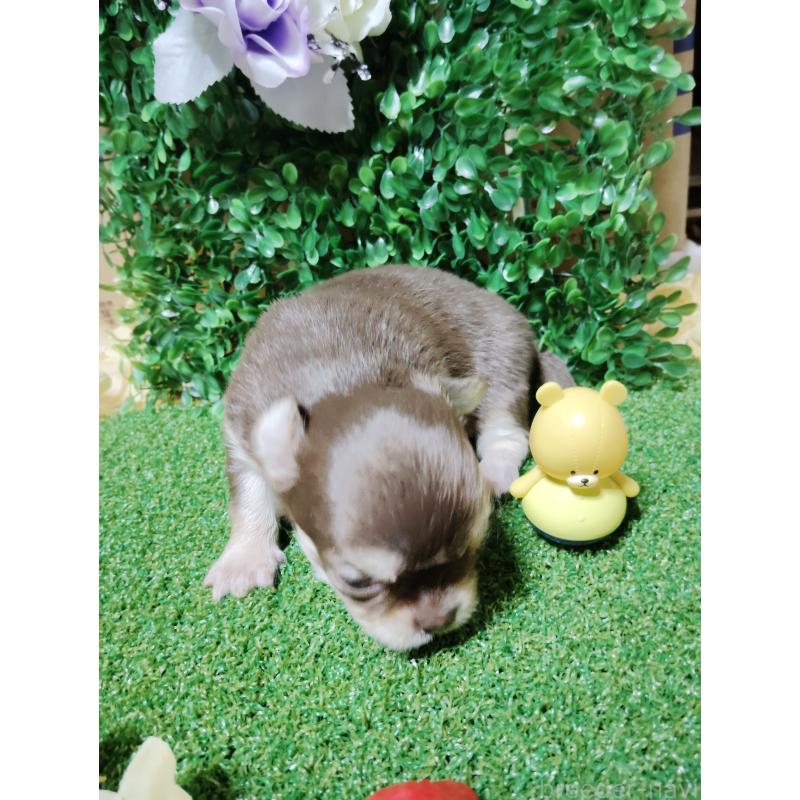 商談中の静岡県のチワワ(ロングコート)-447064の30枚目