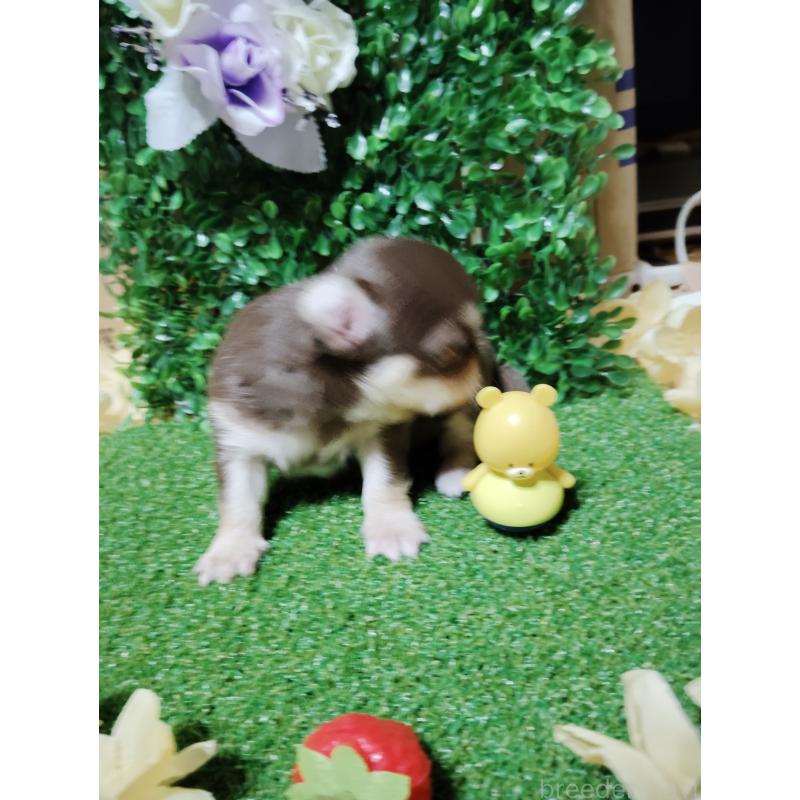 商談中の静岡県のチワワ(ロングコート)-447064の29枚目