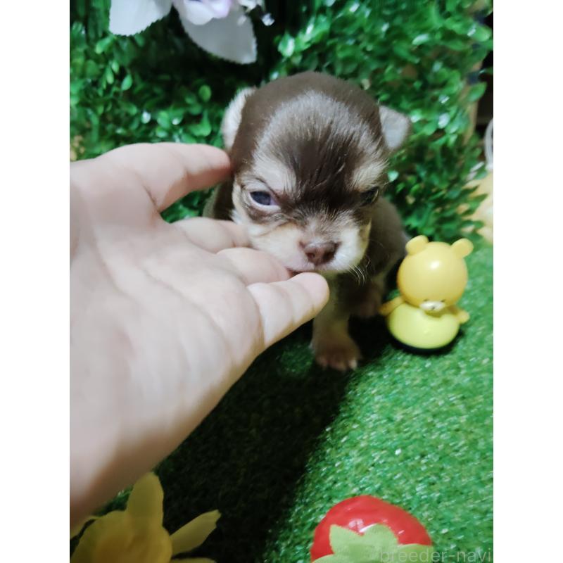 商談中の静岡県のチワワ(ロングコート)-447064の28枚目