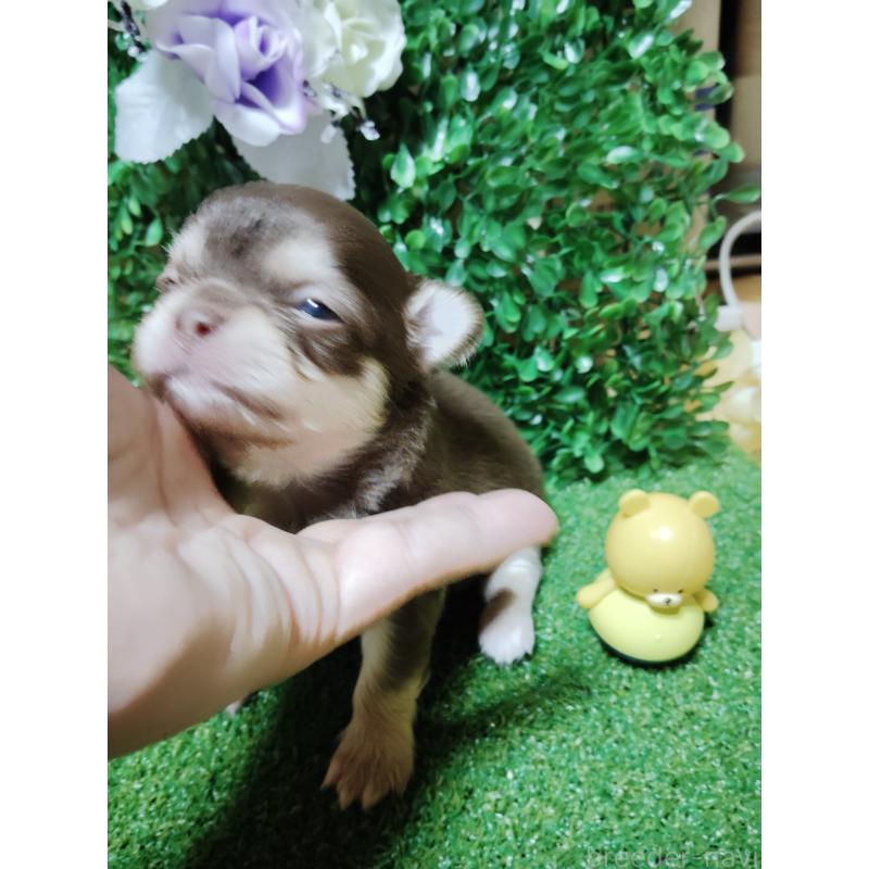 商談中の静岡県のチワワ(ロングコート)-447064の27枚目