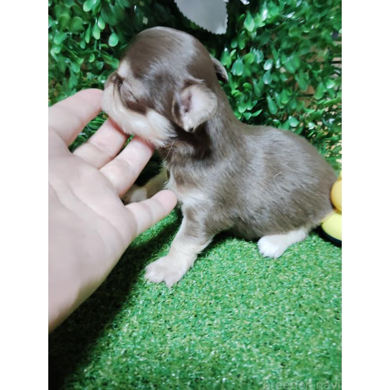 商談中の静岡県のチワワ(ロングコート)-447064の26枚目