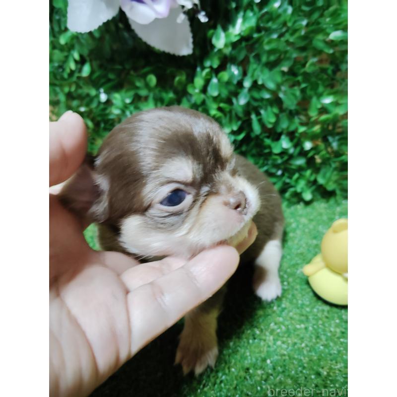 商談中の静岡県のチワワ(ロングコート)-447064の25枚目