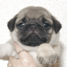 ♀︎パグ