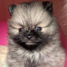 ♀︎ポメラニアン