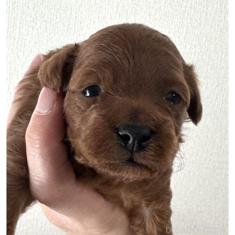 販売中の埼玉県のトイプードル-447834