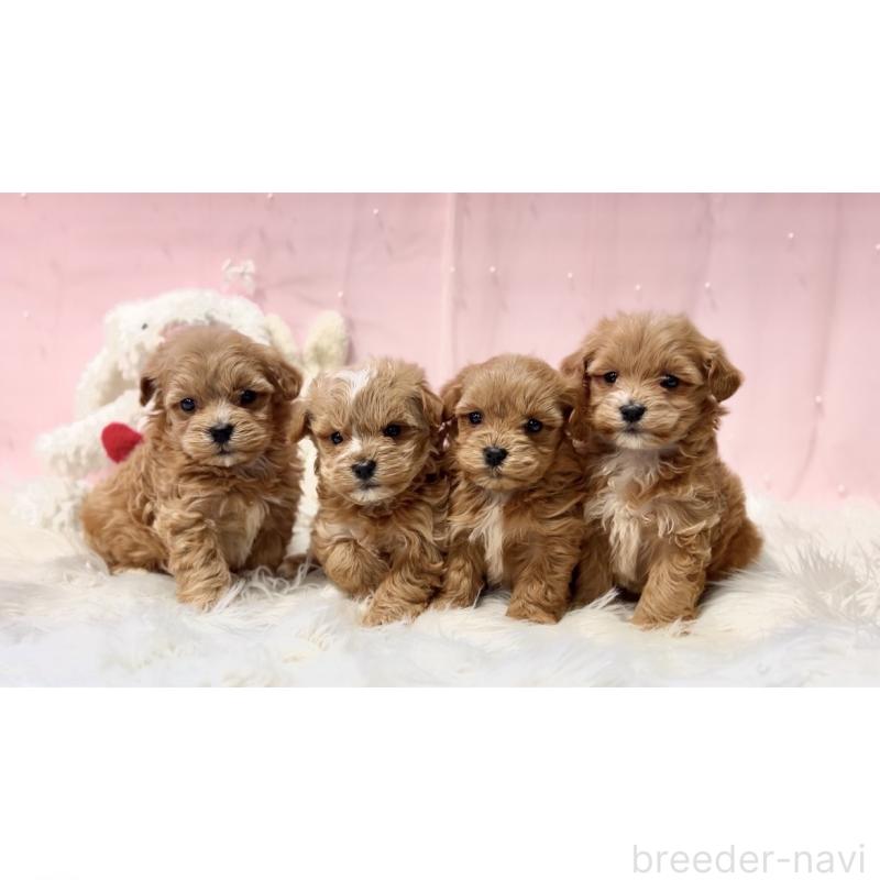 犬舎紹介の栃木県の犬舎紹介-3329の2枚目