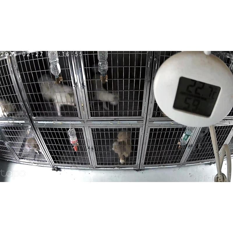 犬舎紹介の愛知県の犬舎紹介-4524の4枚目