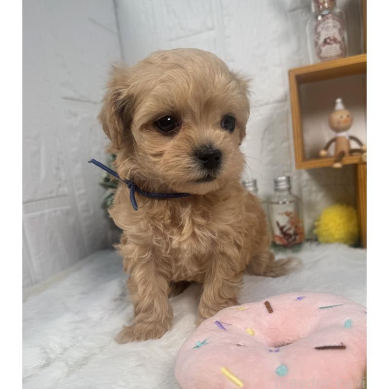 成約済の神奈川県のマルプー:マルチーズ×トイプードル-444600の3枚目