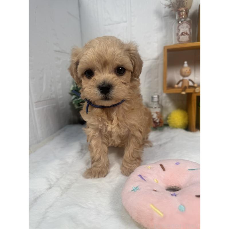 成約済の神奈川県のマルプー:マルチーズ×トイプードル-444600の2枚目