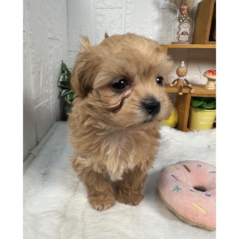 成約済の神奈川県のマルプー:マルチーズ×トイプードル-444601の3枚目