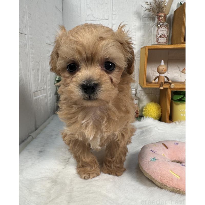 成約済の神奈川県のマルプー:マルチーズ×トイプードル-444601の2枚目