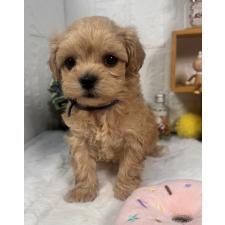 ♀︎マルプー:マルチーズ×トイプードル