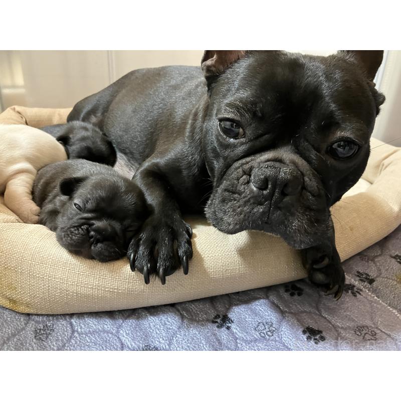 販売中の滋賀県のフレンチブルドッグ-446224の7枚目