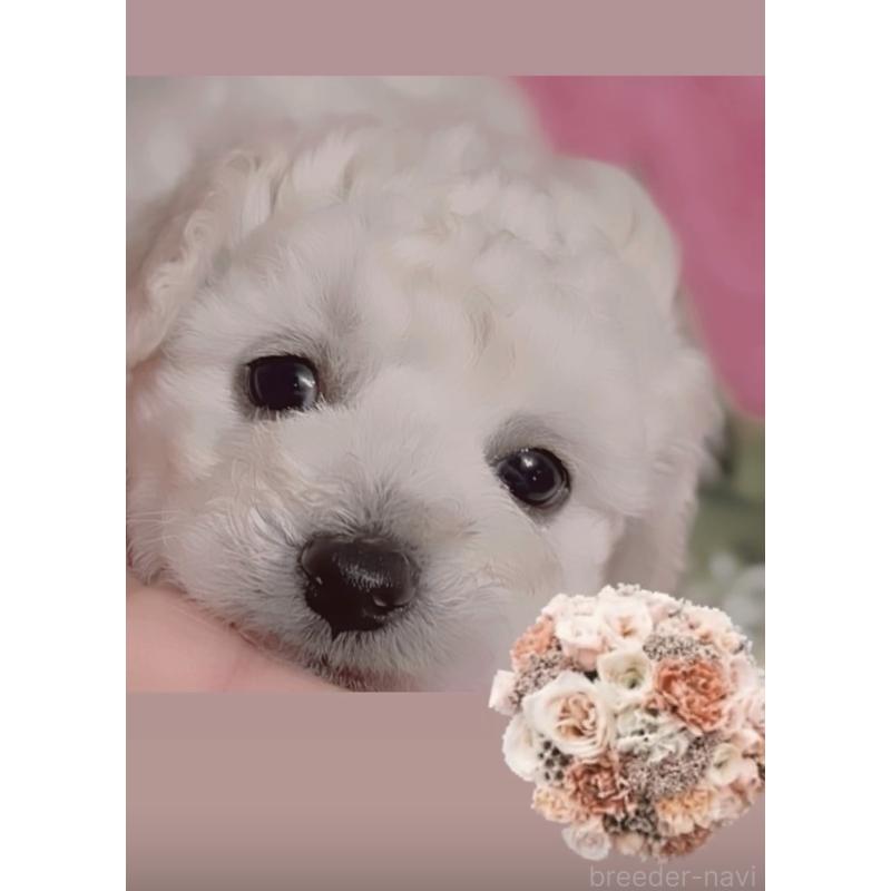 犬舎紹介の香川県の犬舎紹介-1847の2枚目