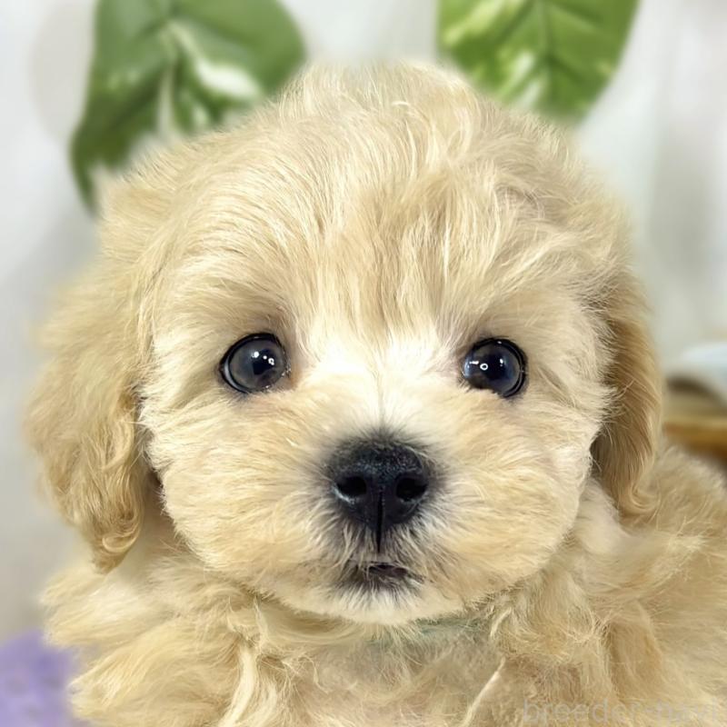 ♀︎マルプー:マルチーズ×トイプードル