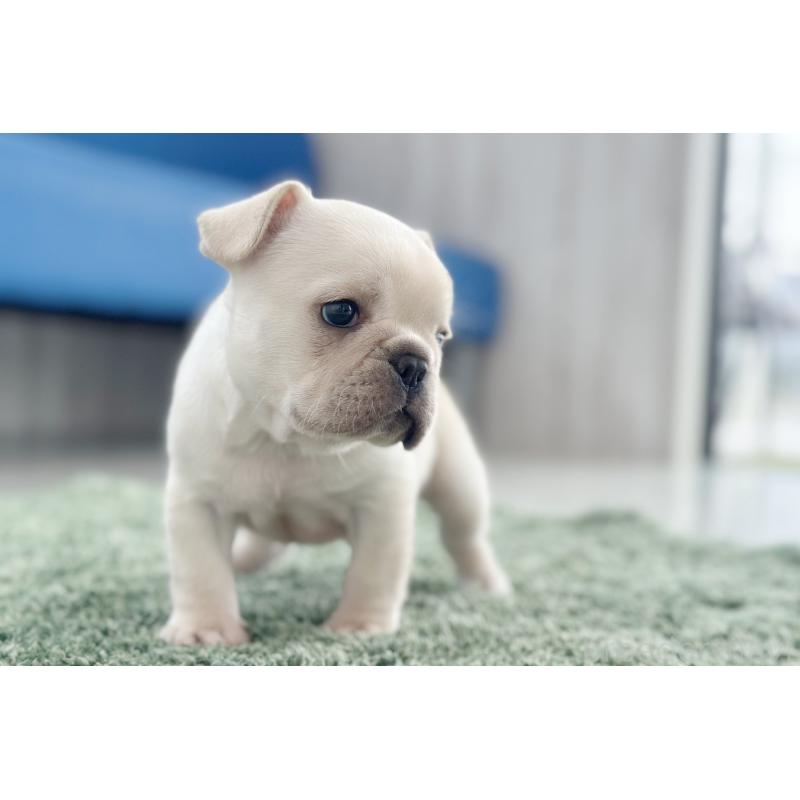 販売中の京都府のフレンチブルドッグ-445717の22枚目