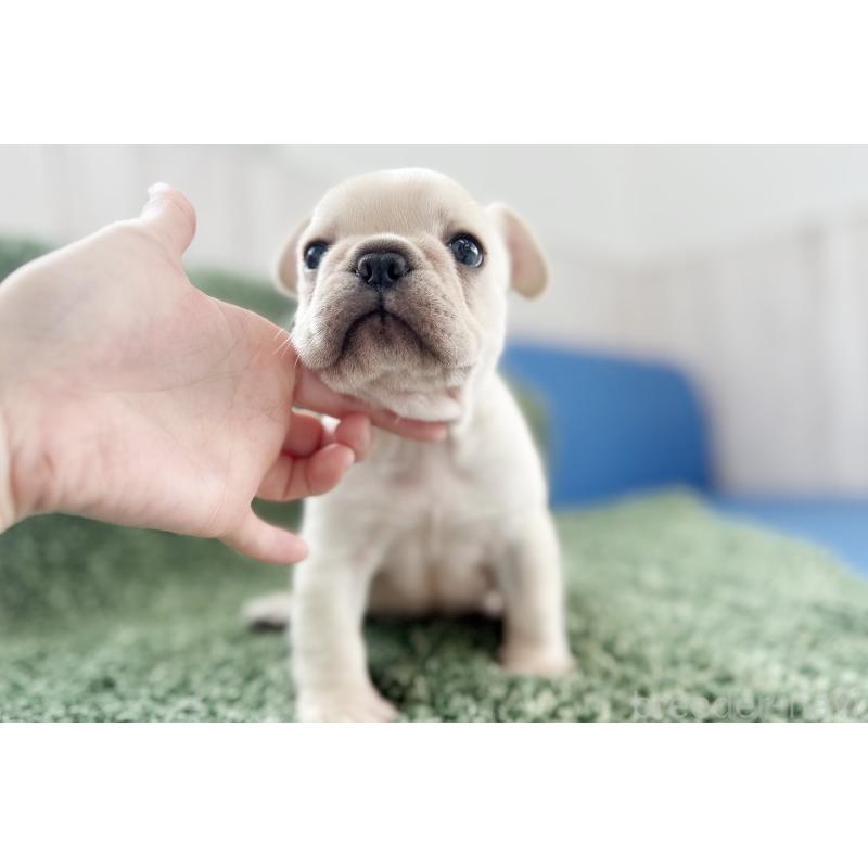 販売中の京都府のフレンチブルドッグ-445717の21枚目