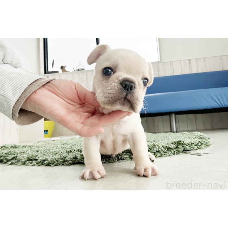 販売中の京都府のフレンチブルドッグ-445717の20枚目