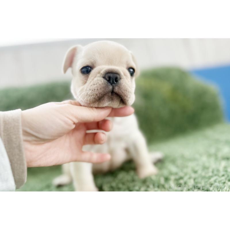 販売中の京都府のフレンチブルドッグ-445717の19枚目