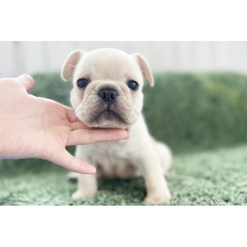 販売中の京都府のフレンチブルドッグ-445717の18枚目