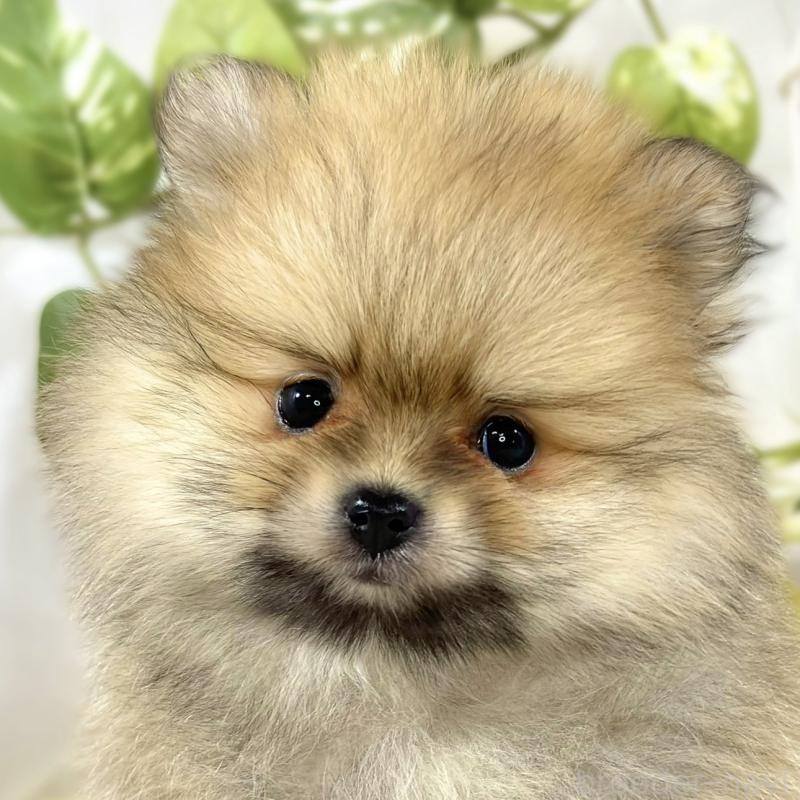 ♂︎ポメラニアン