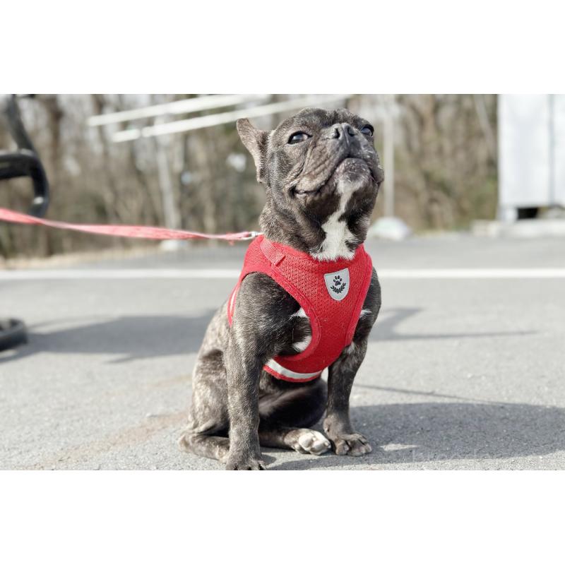 販売中の京都府のフレンチブルドッグ-399350