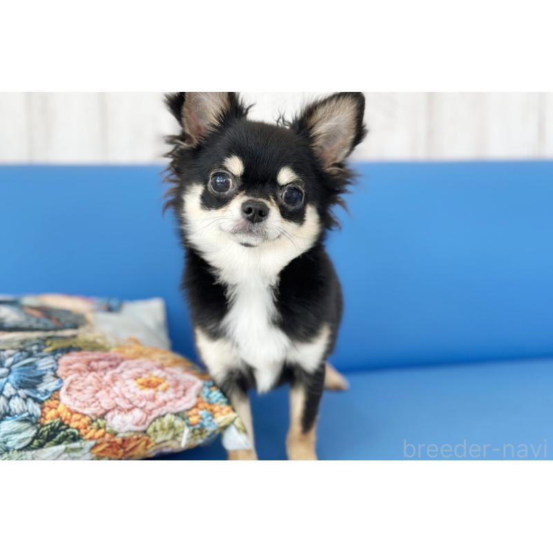 販売中の京都府のチワワ(ロングコート)-416535の8枚目