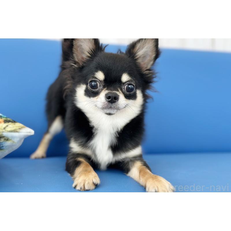 販売中の京都府のチワワ(ロングコート)-416535の7枚目