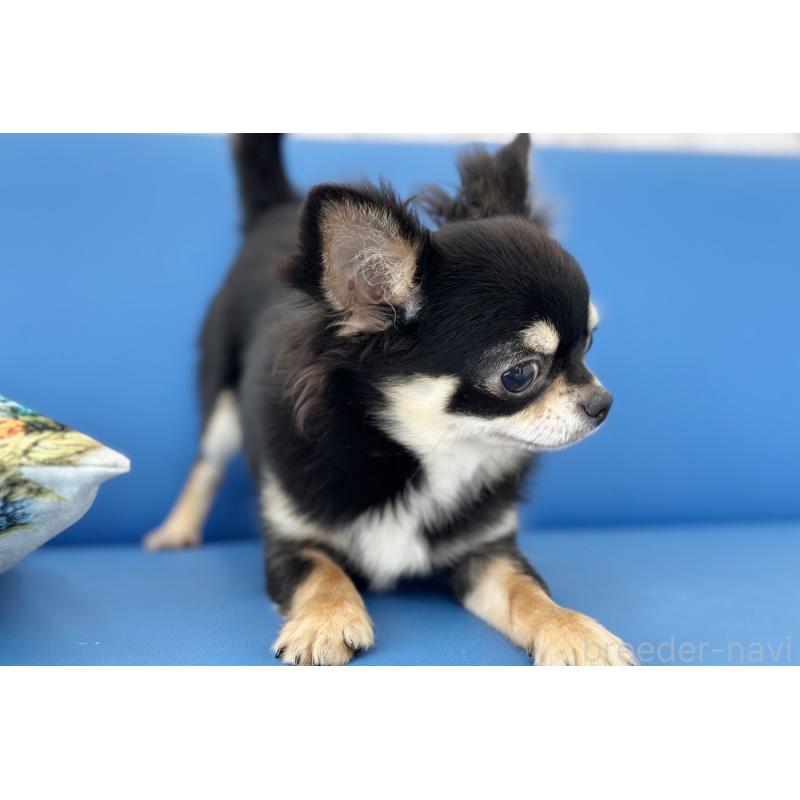 販売中の京都府のチワワ(ロングコート)-416535の6枚目