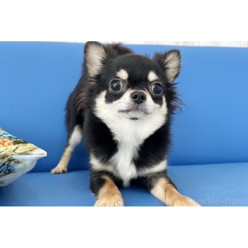 販売中の京都府のチワワ(ロングコート)-416535の5枚目