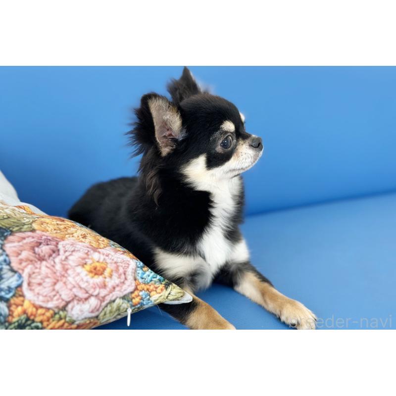 販売中の京都府のチワワ(ロングコート)-416535の4枚目