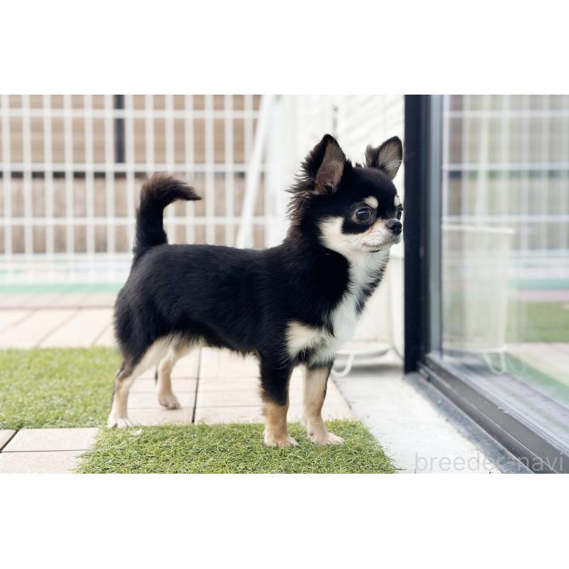 販売中の京都府のチワワ(ロングコート)-416535の3枚目