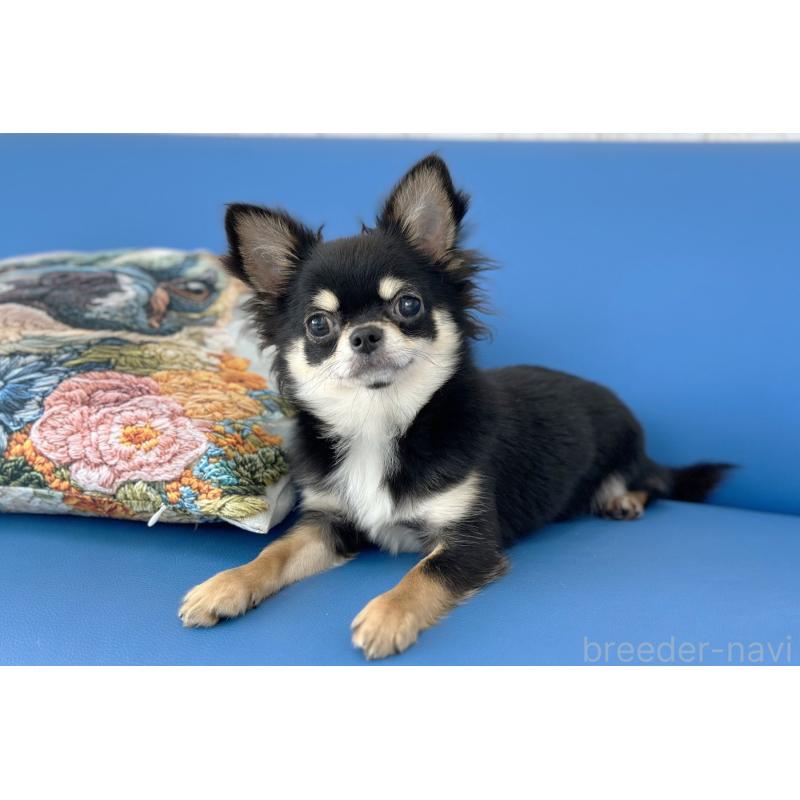 販売中の京都府のチワワ(ロングコート)-416535の2枚目