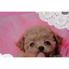 杉原敏子ブリーダー