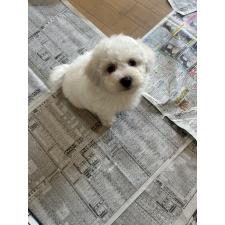 曾麗ブリーダー