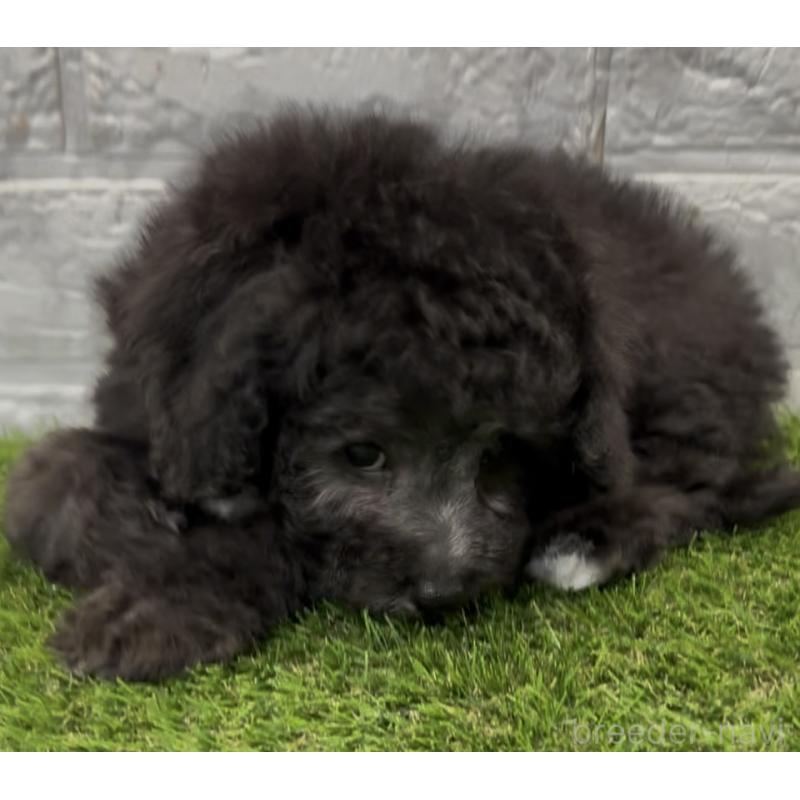 成約済の埼玉県のビションプー:ビションフリーゼ×トイプードル-446652の3枚目