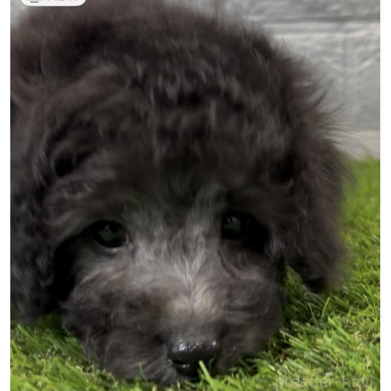 成約済の埼玉県のビションプー:ビションフリーゼ×トイプードル-446652の2枚目